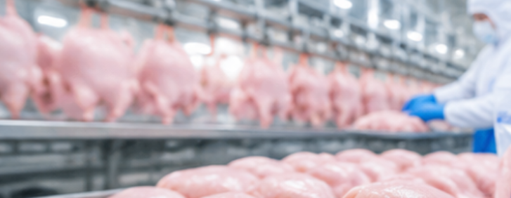 Produksi dan Distribusi Daging Ayam Segar & Beku