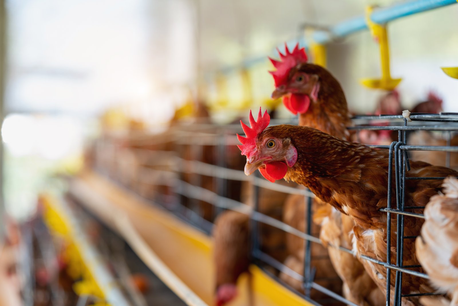 Ayam Broiler Hidup (Live Bird)